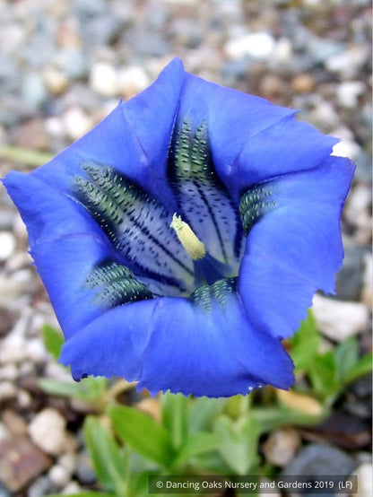 Perennials ~ Gentiana acaulis, Trumpet Gentian ~ Dancing Oaks Nursery and Gardens ~ Retail Nursery ~ Mail Order Nursery