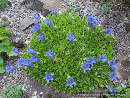 Perennials ~ Gentiana acaulis, Trumpet Gentian ~ Dancing Oaks Nursery and Gardens ~ Retail Nursery ~ Mail Order Nursery