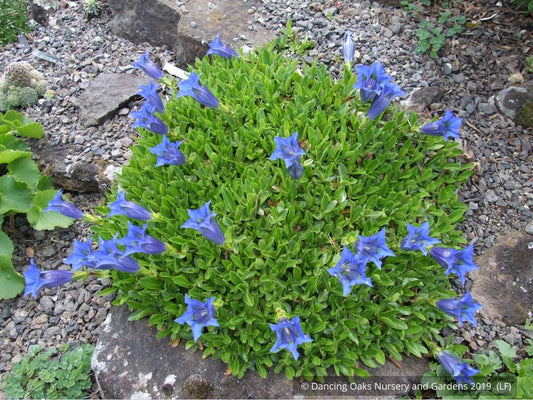 Perennials ~ Gentiana acaulis, Trumpet Gentian ~ Dancing Oaks Nursery and Gardens ~ Retail Nursery ~ Mail Order Nursery