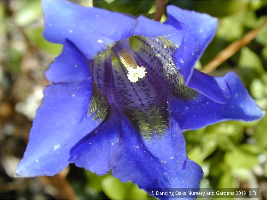 Perennials ~ Gentiana acaulis, Trumpet Gentian ~ Dancing Oaks Nursery and Gardens ~ Retail Nursery ~ Mail Order Nursery
