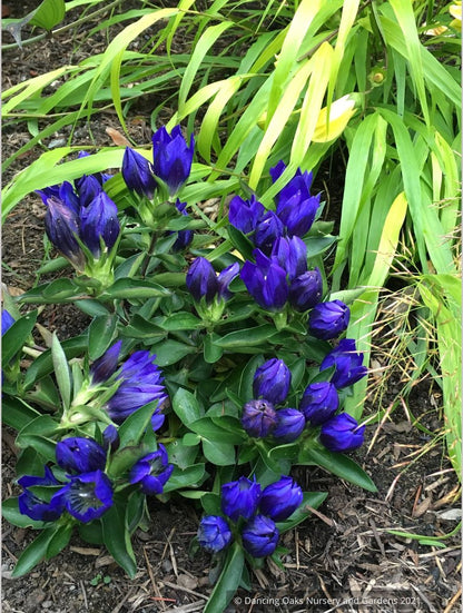 Gentiana 'True Blue' PP20433, Bottle Gentian