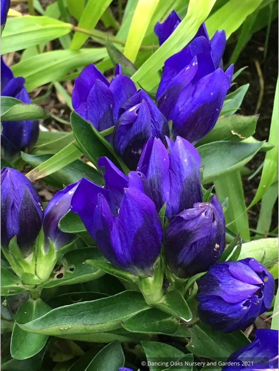 Gentiana 'True Blue' PP20433, Bottle Gentian