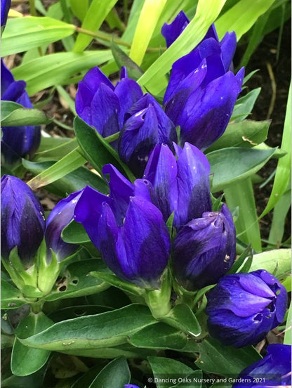 Gentiana 'True Blue' PP20433, Bottle Gentian