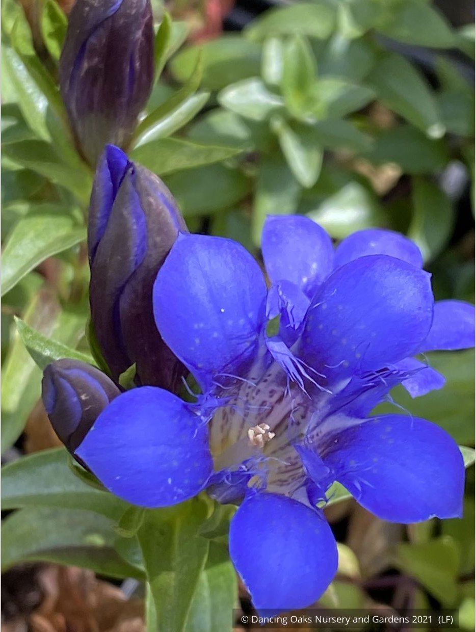Perennials ~ Gentiana septemfida var. lagodechiana 'Bella Alpinella', Gentian ~ Dancing Oaks Nursery and Gardens ~ Retail Nursery ~ Mail Order Nursery