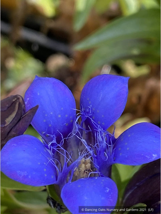 Perennials ~ Gentiana septemfida var. lagodechiana 'Bella Alpinella', Gentian ~ Dancing Oaks Nursery and Gardens ~ Retail Nursery ~ Mail Order Nursery
