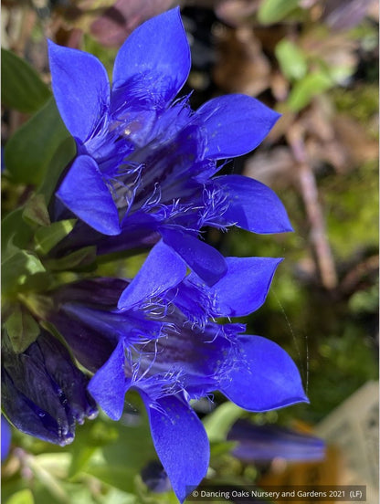 Perennials ~ Gentiana septemfida var. lagodechiana 'Bella Alpinella', Gentian ~ Dancing Oaks Nursery and Gardens ~ Retail Nursery ~ Mail Order Nursery