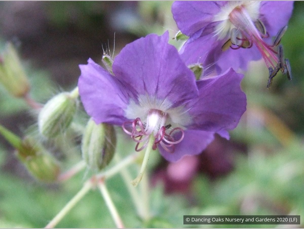 Perennials ~ Geranium phaeum 'Margaret Wilson', Hardy Geranium ~ Dancing Oaks Nursery and Gardens ~ Retail Nursery ~ Mail Order Nursery
