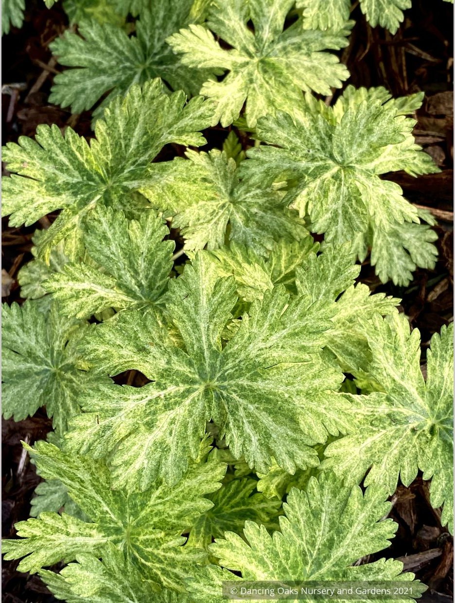 Perennials ~ Geranium phaeum 'Margaret Wilson', Hardy Geranium ~ Dancing Oaks Nursery and Gardens ~ Retail Nursery ~ Mail Order Nursery