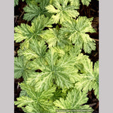 Perennials ~ Geranium phaeum 'Margaret Wilson', Hardy Geranium ~ Dancing Oaks Nursery and Gardens ~ Retail Nursery ~ Mail Order Nursery