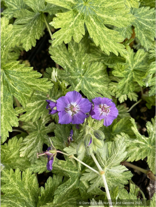 Perennials ~ Geranium phaeum 'Margaret Wilson', Hardy Geranium ~ Dancing Oaks Nursery and Gardens ~ Retail Nursery ~ Mail Order Nursery