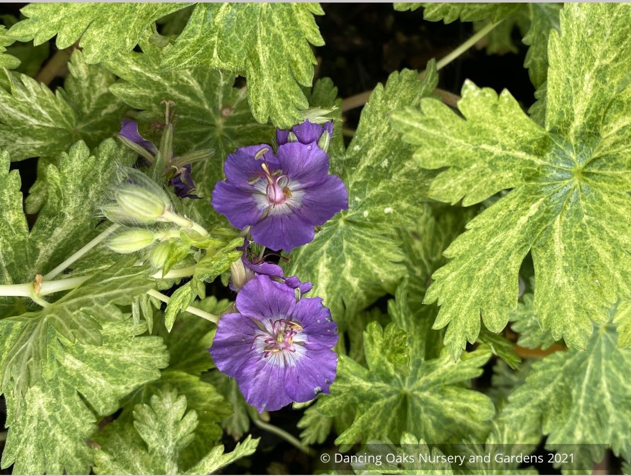 Perennials ~ Geranium phaeum 'Margaret Wilson', Hardy Geranium ~ Dancing Oaks Nursery and Gardens ~ Retail Nursery ~ Mail Order Nursery