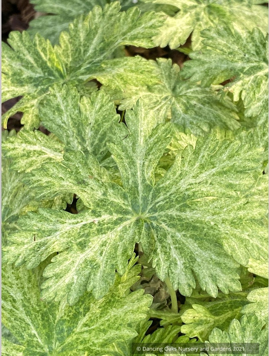 Geranium phaeum 'Margaret Wilson', Hardy Geranium