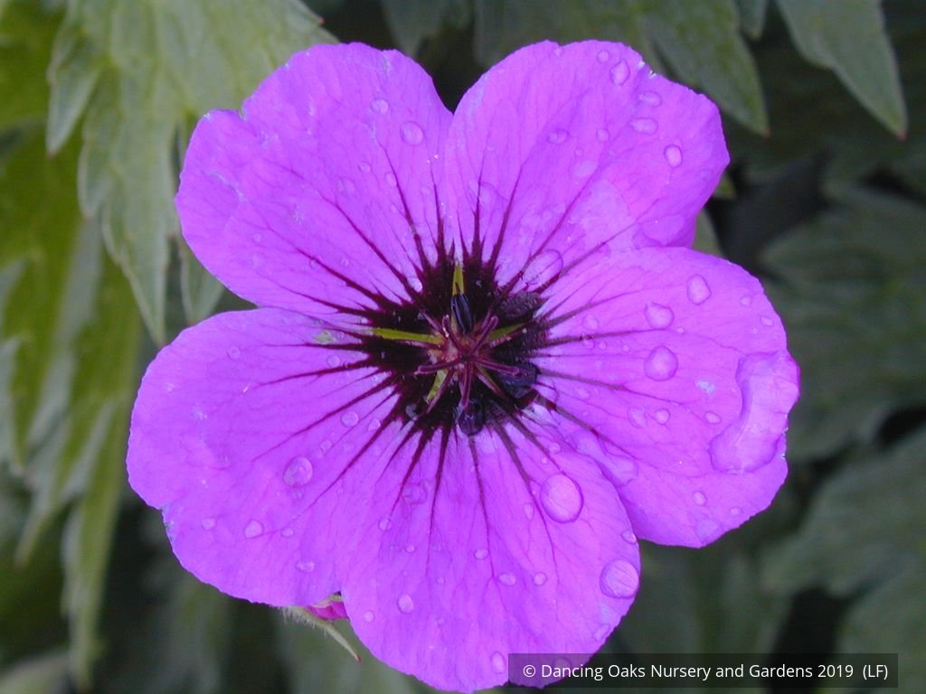 Perennials ~ Geranium psilostemon, Armenian Cranesbill ~ Dancing Oaks Nursery and Gardens ~ Retail Nursery ~ Mail Order Nursery