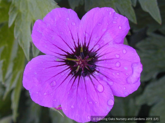 Perennials ~ Geranium psilostemon, Armenian Cranesbill ~ Dancing Oaks Nursery and Gardens ~ Retail Nursery ~ Mail Order Nursery