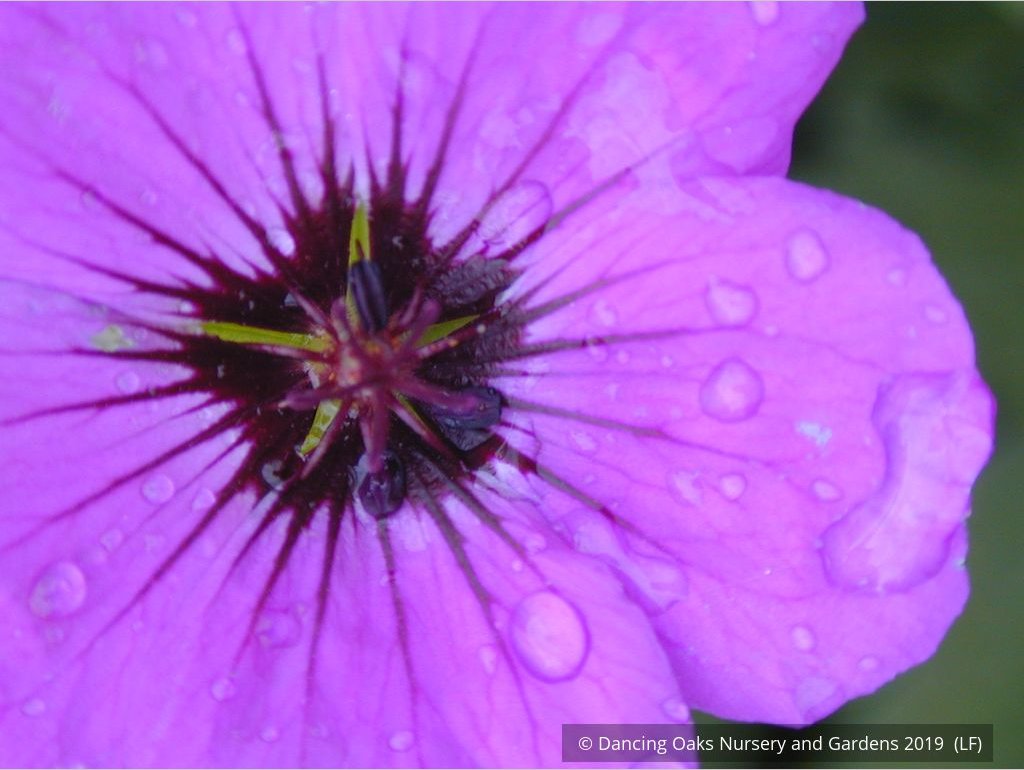 Perennials ~ Geranium psilostemon, Armenian Cranesbill ~ Dancing Oaks Nursery and Gardens ~ Retail Nursery ~ Mail Order Nursery