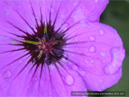 Perennials ~ Geranium psilostemon, Armenian Cranesbill ~ Dancing Oaks Nursery and Gardens ~ Retail Nursery ~ Mail Order Nursery