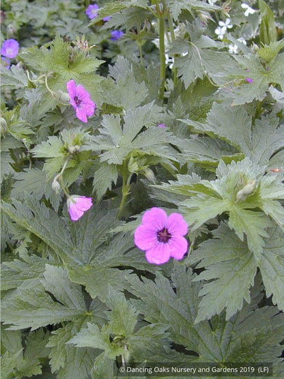 Perennials ~ Geranium psilostemon, Armenian Cranesbill ~ Dancing Oaks Nursery and Gardens ~ Retail Nursery ~ Mail Order Nursery