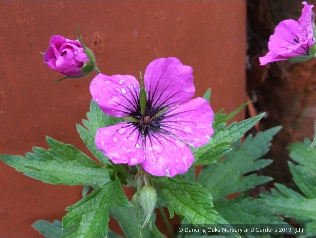 Perennials ~ Geranium psilostemon, Armenian Cranesbill ~ Dancing Oaks Nursery and Gardens ~ Retail Nursery ~ Mail Order Nursery
