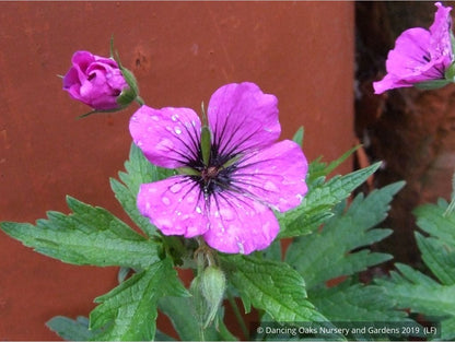 Perennials ~ Geranium psilostemon, Armenian Cranesbill ~ Dancing Oaks Nursery and Gardens ~ Retail Nursery ~ Mail Order Nursery