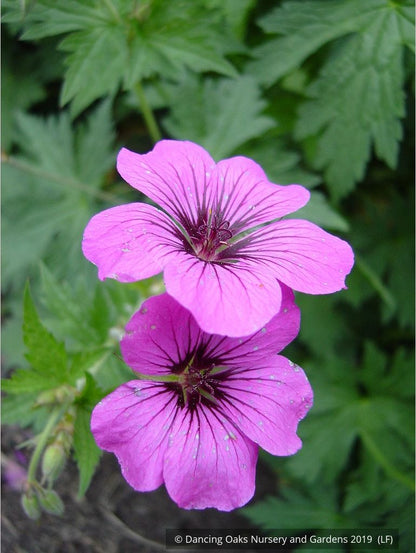 Perennials ~ Geranium psilostemon, Armenian Cranesbill ~ Dancing Oaks Nursery and Gardens ~ Retail Nursery ~ Mail Order Nursery