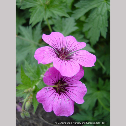 geranium psilostemon seeds Geranium psilostemon, Armenian Cranesbill – Dancing Oaks Nursery and Gardens