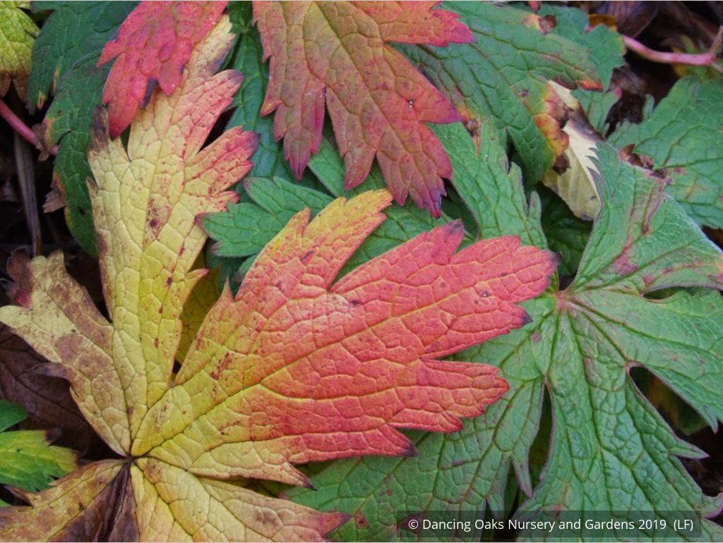 Perennials ~ Geranium psilostemon, Armenian Cranesbill ~ Dancing Oaks Nursery and Gardens ~ Retail Nursery ~ Mail Order Nursery