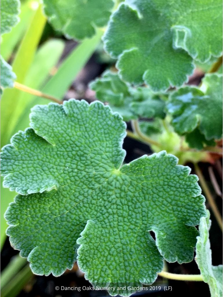 Perennials ~ Geranium renardii, Hardy Geranium ~ Dancing Oaks Nursery and Gardens ~ Retail Nursery ~ Mail Order Nursery