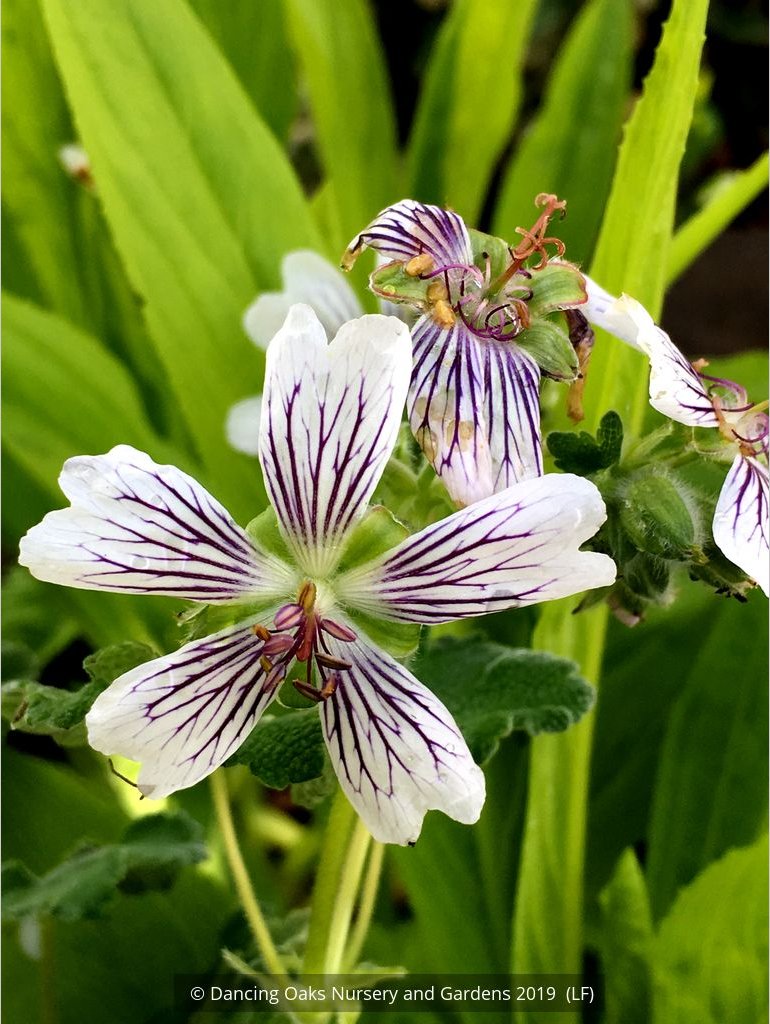 Perennials ~ Geranium renardii, Hardy Geranium ~ Dancing Oaks Nursery and Gardens ~ Retail Nursery ~ Mail Order Nursery