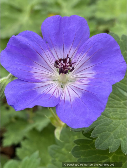 Geranium 'Rozanne' PP12175, Hardy Geranium