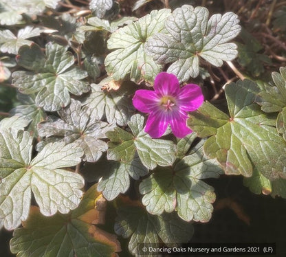 Geranium 'Bertie Crug', Hardy Geranium