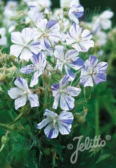 Perennials ~ GERANIUM pratense 'Striatum', Hardy Geranium ~ Dancing Oaks Nursery and Gardens ~ Retail Nursery ~ Mail Order Nursery