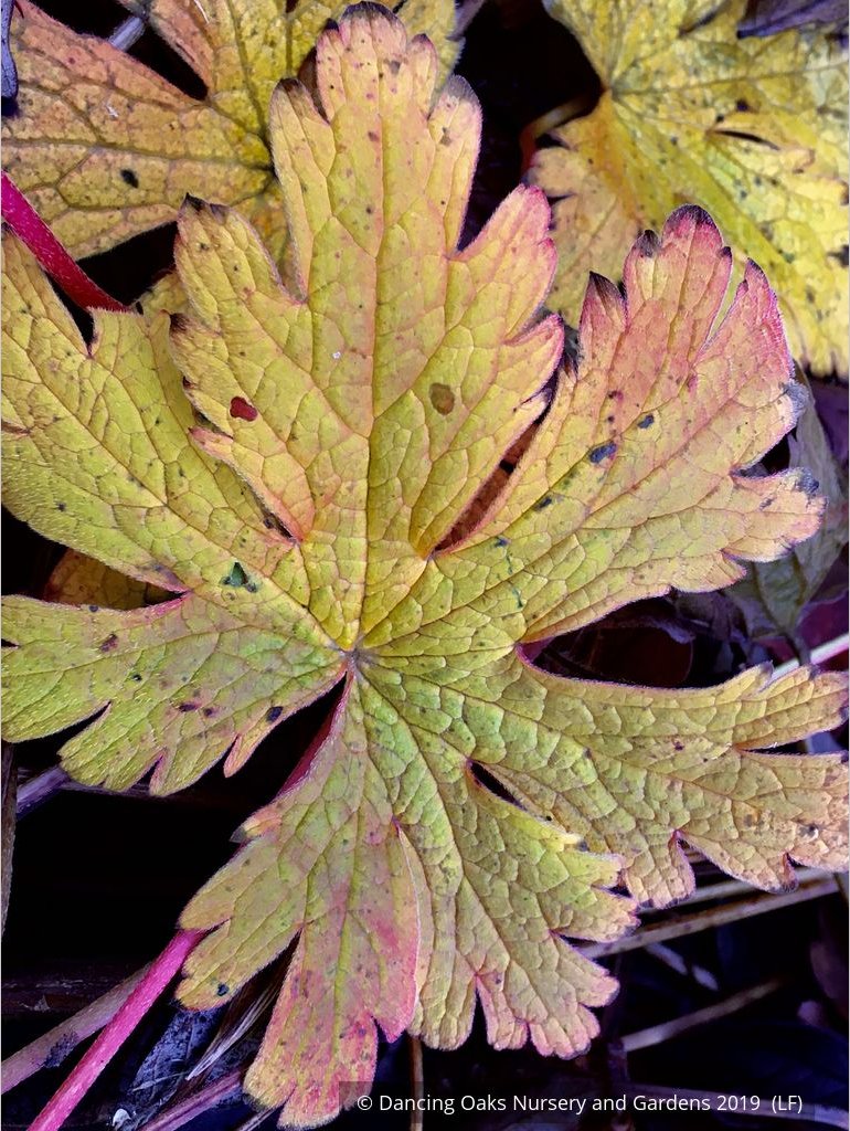 Perennials ~ Geranium psilostemon, Armenian Cranesbill ~ Dancing Oaks Nursery and Gardens ~ Retail Nursery ~ Mail Order Nursery