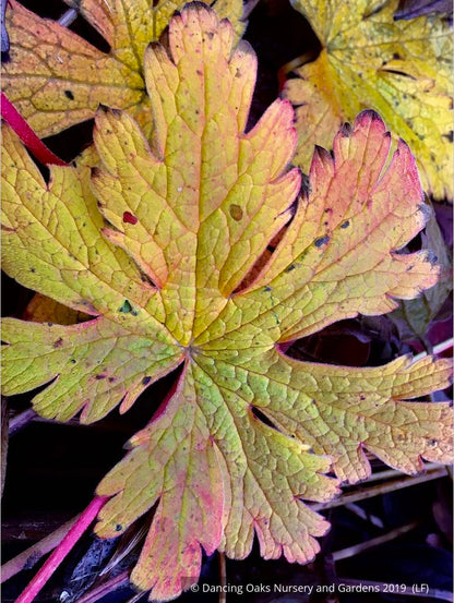 Perennials ~ Geranium psilostemon, Armenian Cranesbill ~ Dancing Oaks Nursery and Gardens ~ Retail Nursery ~ Mail Order Nursery