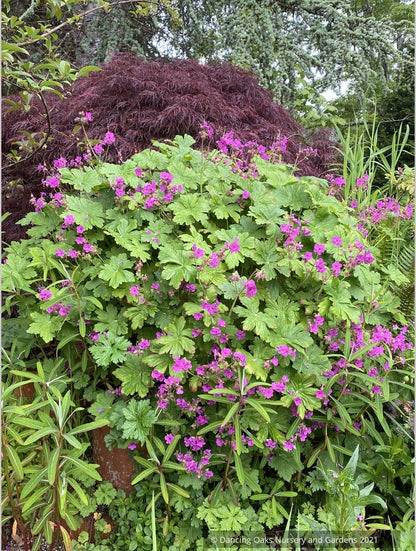 Perennials ~ Geranium macrorrhizum 'Czakor', Hardy Geranium ~ Dancing Oaks Nursery and Gardens ~ Retail Nursery ~ Mail Order Nursery