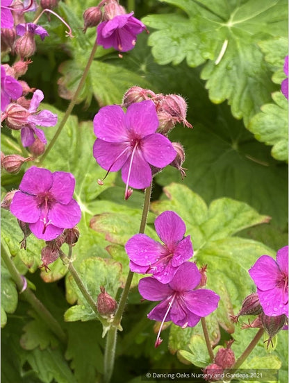 Perennials ~ Geranium macrorrhizum 'Czakor', Hardy Geranium ~ Dancing Oaks Nursery and Gardens ~ Retail Nursery ~ Mail Order Nursery