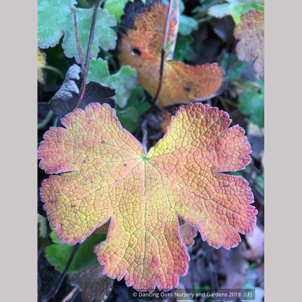 Perennials ~ Geranium renardii, Hardy Geranium ~ Dancing Oaks Nursery and Gardens ~ Retail Nursery ~ Mail Order Nursery