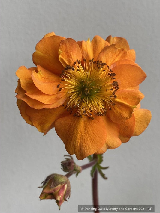 Perennials ~ Geum 'Fire Storm', Avens ~ Dancing Oaks Nursery and Gardens ~ Retail Nursery ~ Mail Order Nursery