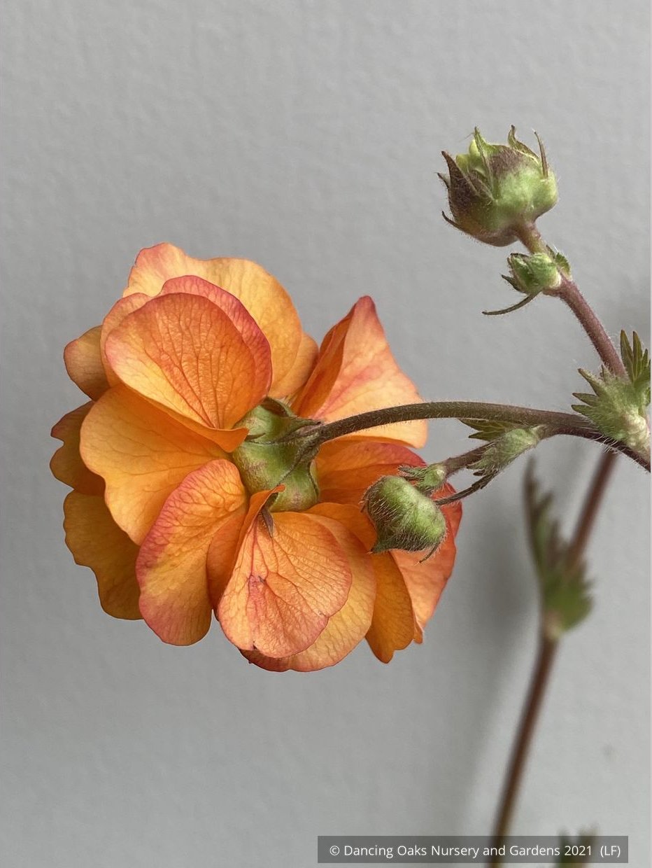 Perennials ~ Geum 'Fire Storm', Avens ~ Dancing Oaks Nursery and Gardens ~ Retail Nursery ~ Mail Order Nursery
