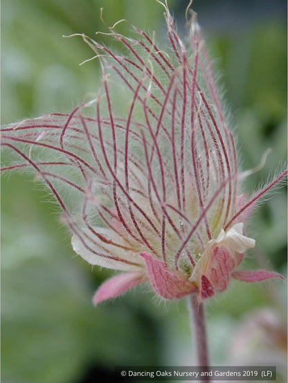 Perennials ~ Geum triflorum, Prairie Smoke ~ Dancing Oaks Nursery and Gardens ~ Retail Nursery ~ Mail Order Nursery