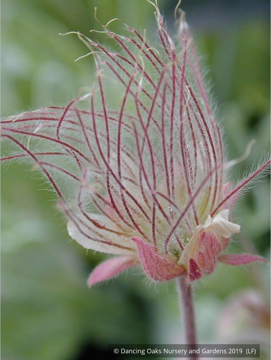 Perennials ~ Geum triflorum, Prairie Smoke ~ Dancing Oaks Nursery and Gardens ~ Retail Nursery ~ Mail Order Nursery