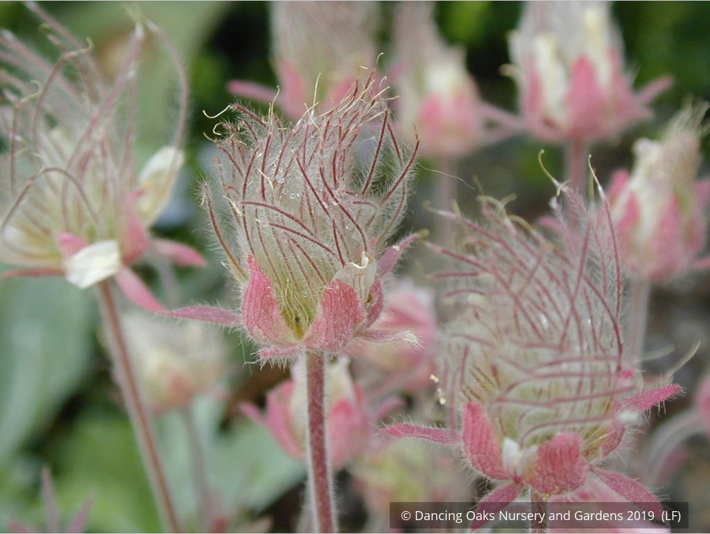 Perennials ~ Geum triflorum, Prairie Smoke ~ Dancing Oaks Nursery and Gardens ~ Retail Nursery ~ Mail Order Nursery