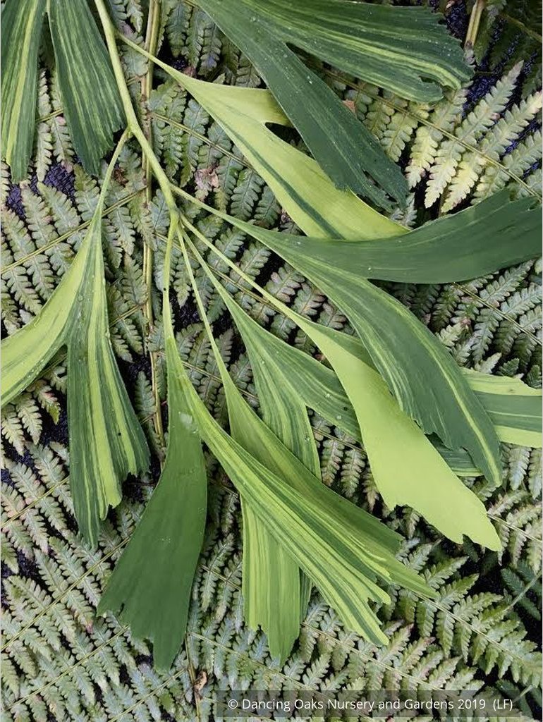 Trees ~ Ginkgo biloba 'California Sunset', Variegated Maidenhair Tree ~ Dancing Oaks Nursery and Gardens ~ Retail Nursery ~ Mail Order Nursery