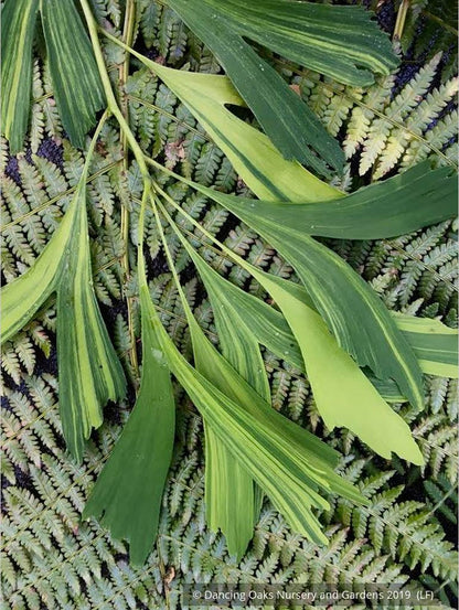 Trees ~ Ginkgo biloba 'California Sunset', Variegated Maidenhair Tree ~ Dancing Oaks Nursery and Gardens ~ Retail Nursery ~ Mail Order Nursery