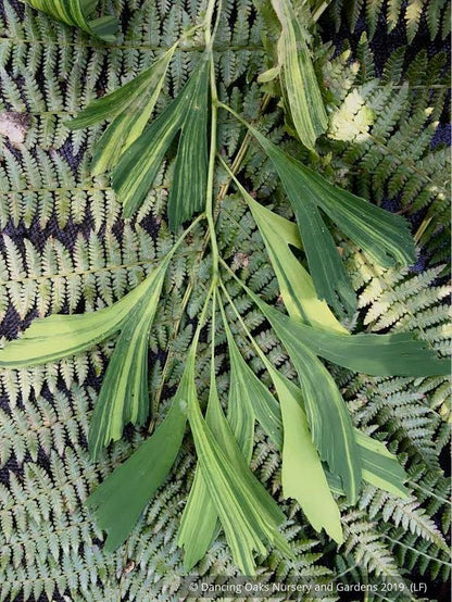 Trees ~ Ginkgo biloba 'California Sunset', Variegated Maidenhair Tree ~ Dancing Oaks Nursery and Gardens ~ Retail Nursery ~ Mail Order Nursery
