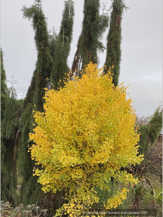 Ginkgo biloba 'Chi Chi' (grafted), Tschi-Tschi Maidenhair Tree