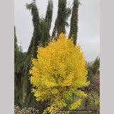 Ginkgo biloba 'Chi Chi' (grafted), Dwarf Maidenhair Tree