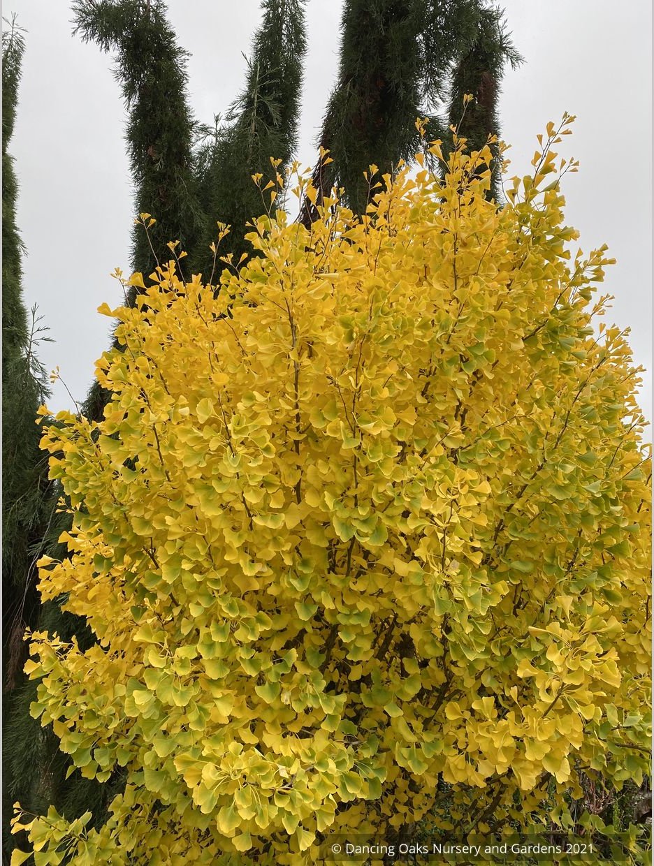 Ginkgo biloba 'Chi Chi' (rooted cuttings), Dwarf Maidenhair Tree