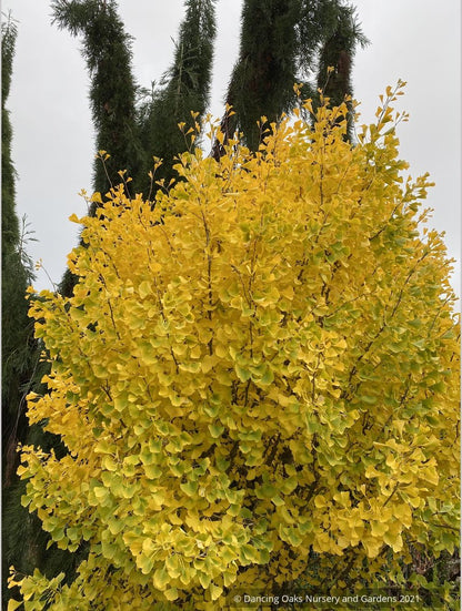 Ginkgo biloba 'Chi Chi' (rooted cuttings), Dwarf Maidenhair Tree