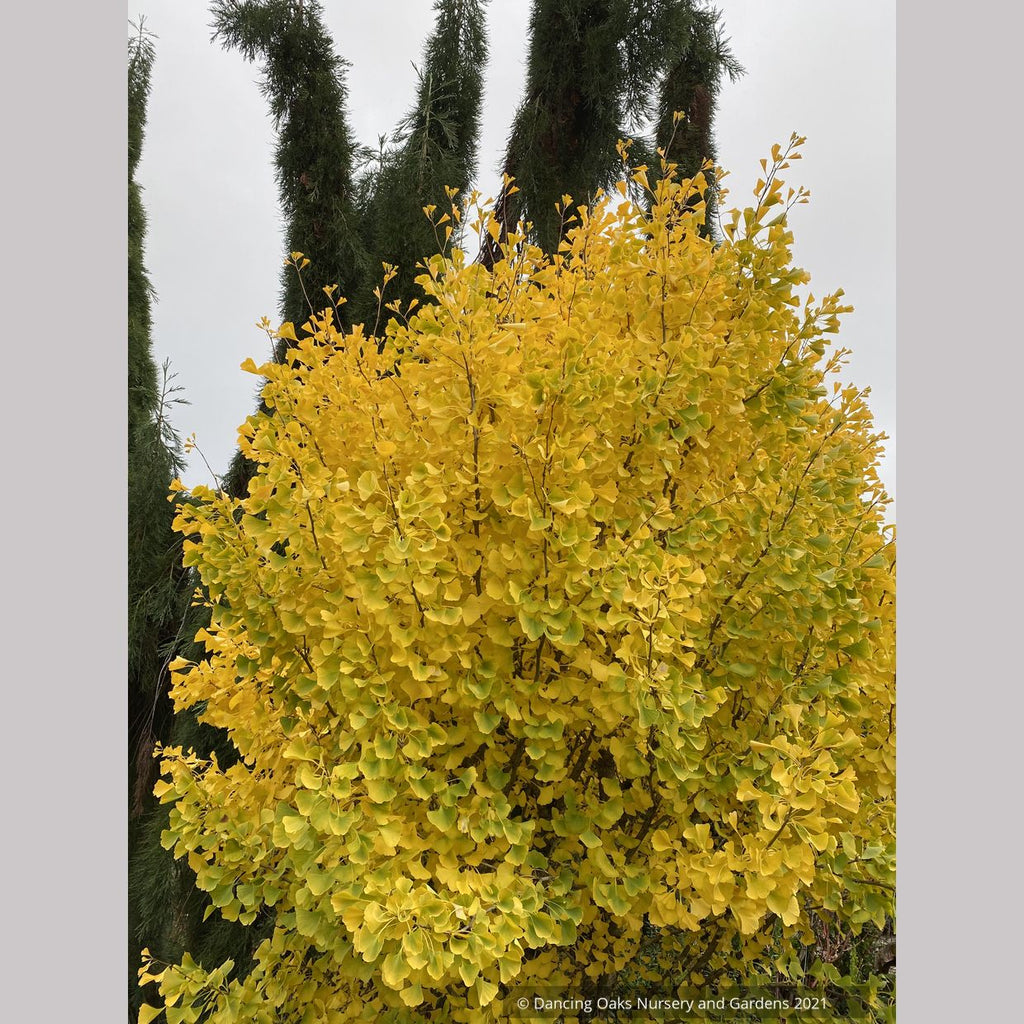 Ginkgo biloba 'Chi Chi' (rooted cuttings), Dwarf Maidenhair Tree ...