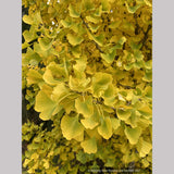 Ginkgo biloba 'Chi Chi' (grafted), Dwarf Maidenhair Tree